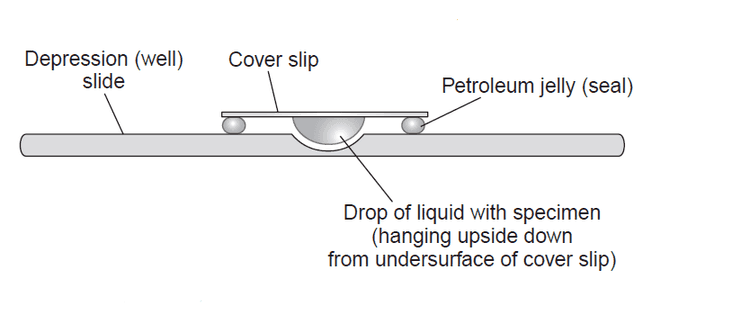 Hanging Drop Cell Culture Technique Illustration