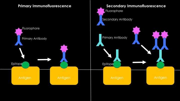 Direct vs indirect methods of immunofluorescence