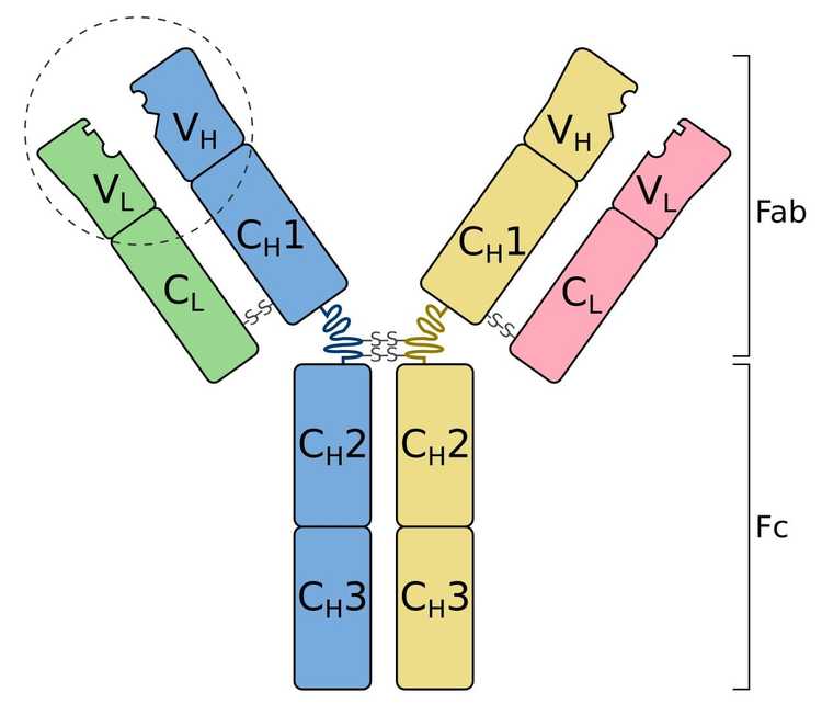 Immunoglobulin structure illustrated