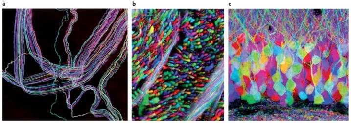 Brainbow mice