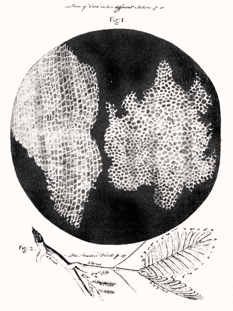 Robert Hooke Micrographia, plant cells