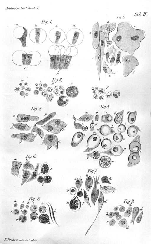 Virchow's cell drawings